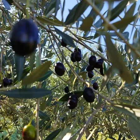 Dom wakacyjny Kuca Lilla Loborika