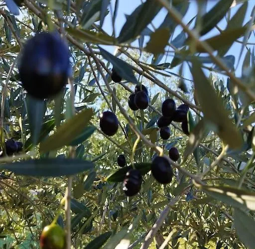 Hébergement de vacances Kuca Lilla Loborika