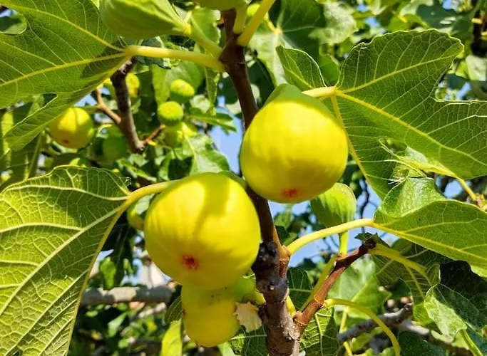 Kuca Lilla Tatil Evi